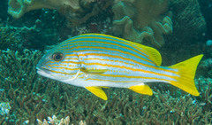 Plectorhinchus chrysotaenia