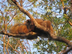 Eulemur rufifrons