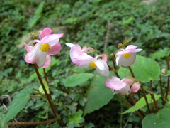 Begonia nantoensis
