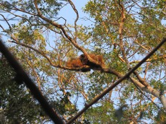 Eulemur rufifrons