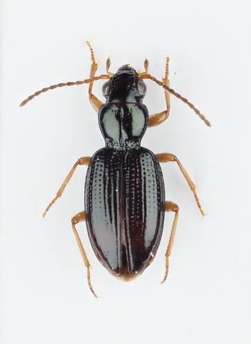 Sinechostictus decoratus