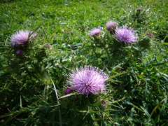 Cirsium japonicum australe