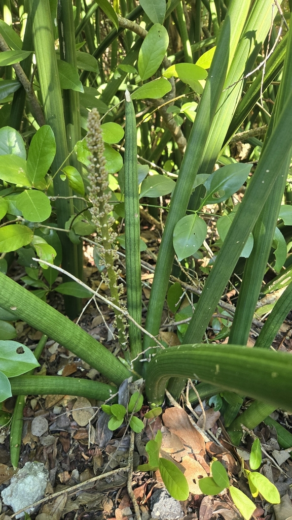Ngà voi – Dracaena angolensis