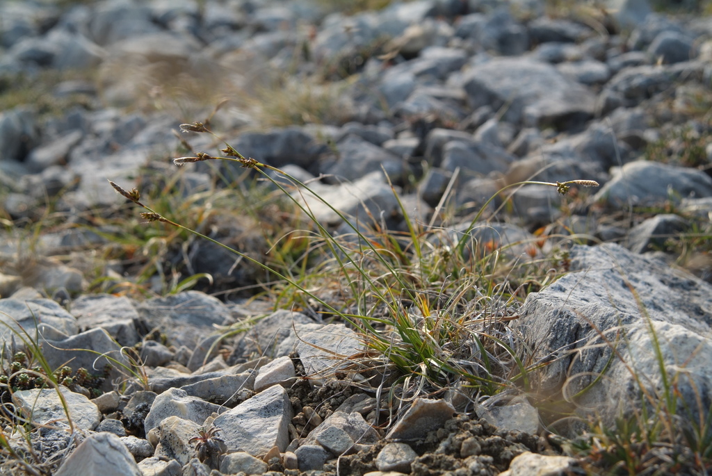 Carex trautvetteriana
