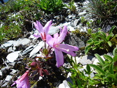 Epilobium nankotaizanense