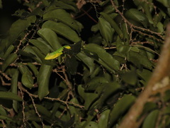 Bronchocela