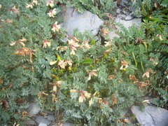Astragalus nankotaizanensis