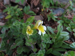 Euphrasia nankotaizanensis
