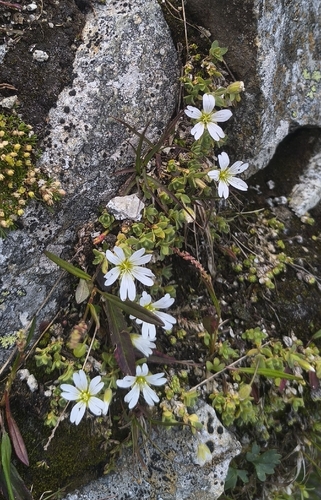 One-flowered Mouse-ear (Cerastium uniflorum)