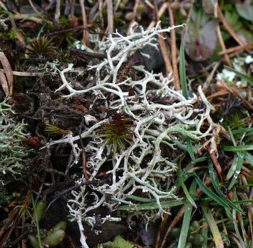 Cladonia rangiformis