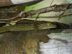 Gekko smithii