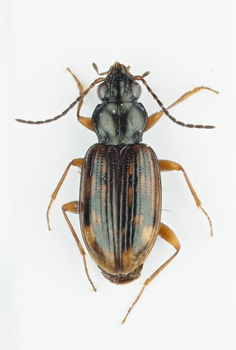 Bembidion fumigatum