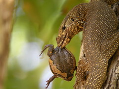 Clouded Monitor photo 3