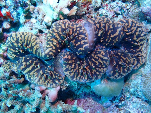Tridacna maxima