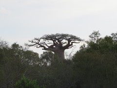 Adansonia