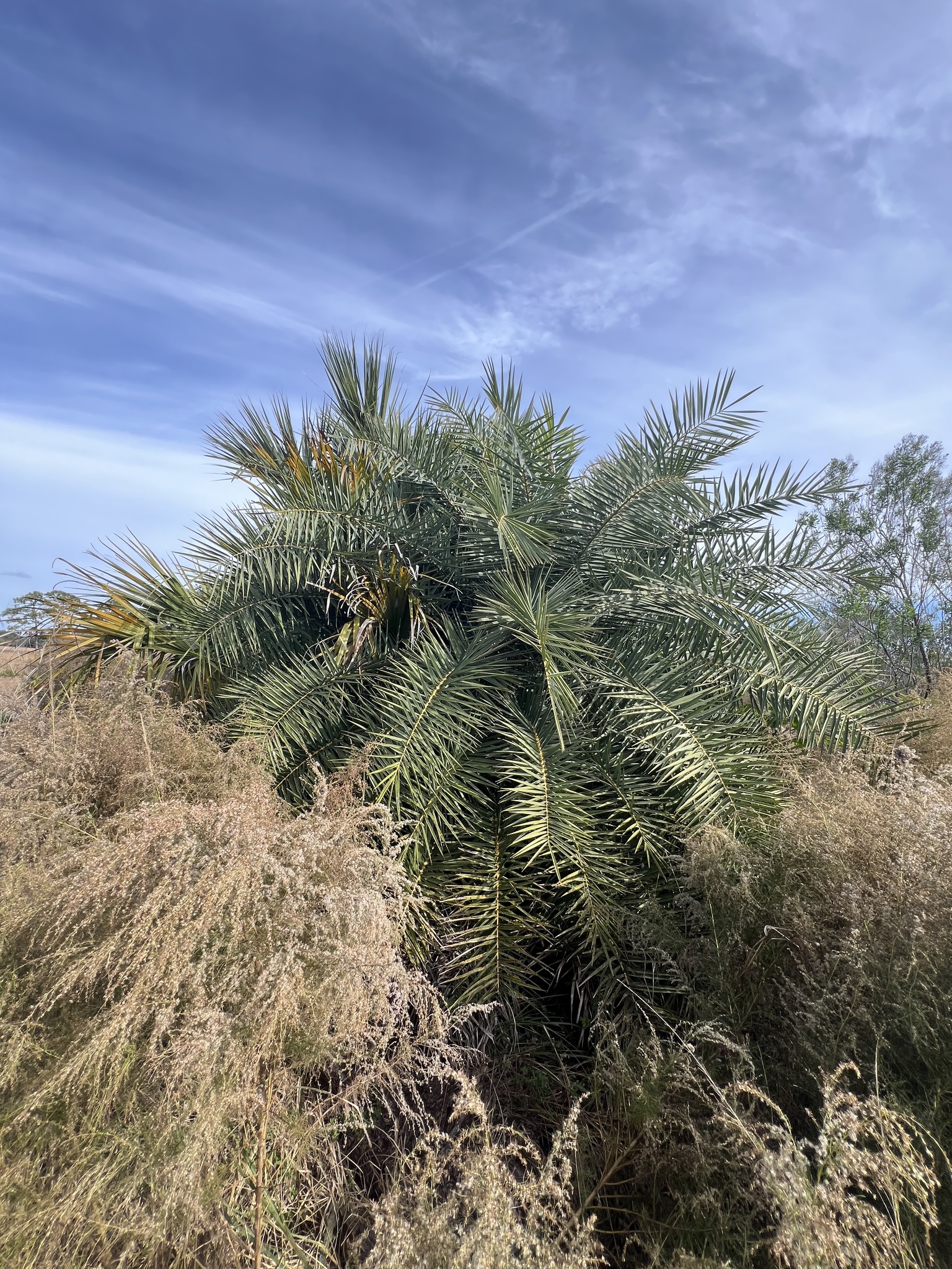 Indian date palm