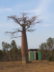 Adansonia