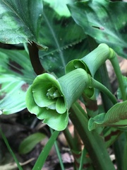 Goeppertia villosa