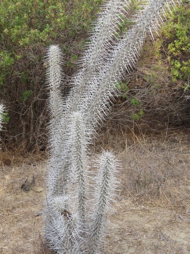 Image of Didierea madagascariensis by (c) Micha Baum, some rights reserved (CC BY-SA)