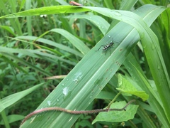 Xylotrechus javanicus