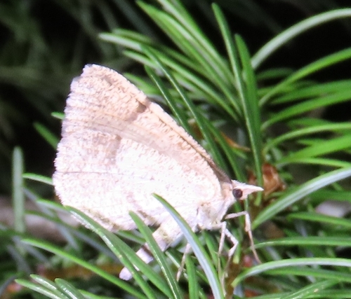 Bordered Fawn Moth photo 3