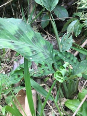 Goeppertia villosa