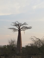 Adansonia