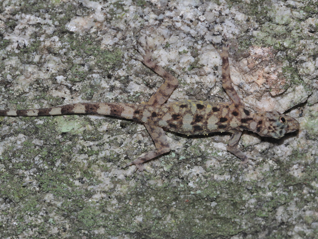 Spotted-Neck Rock Gecko