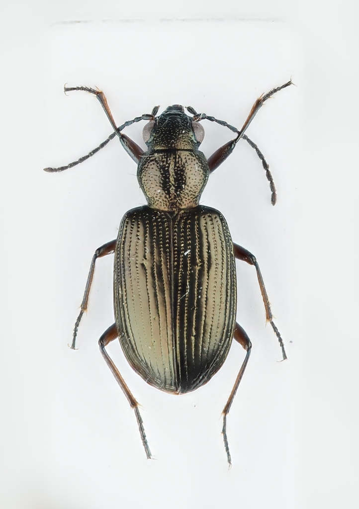 Bembidion punctulatum