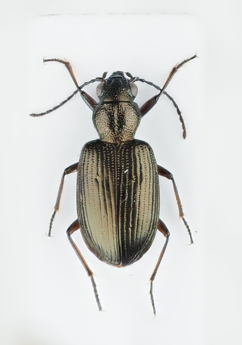 Bembidion punctulatum