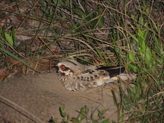 Eleothreptus candicans