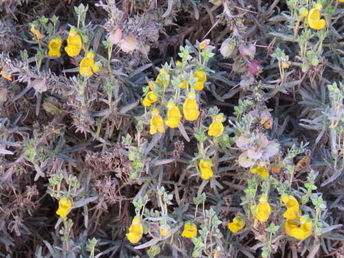 Calceolaria hypericina