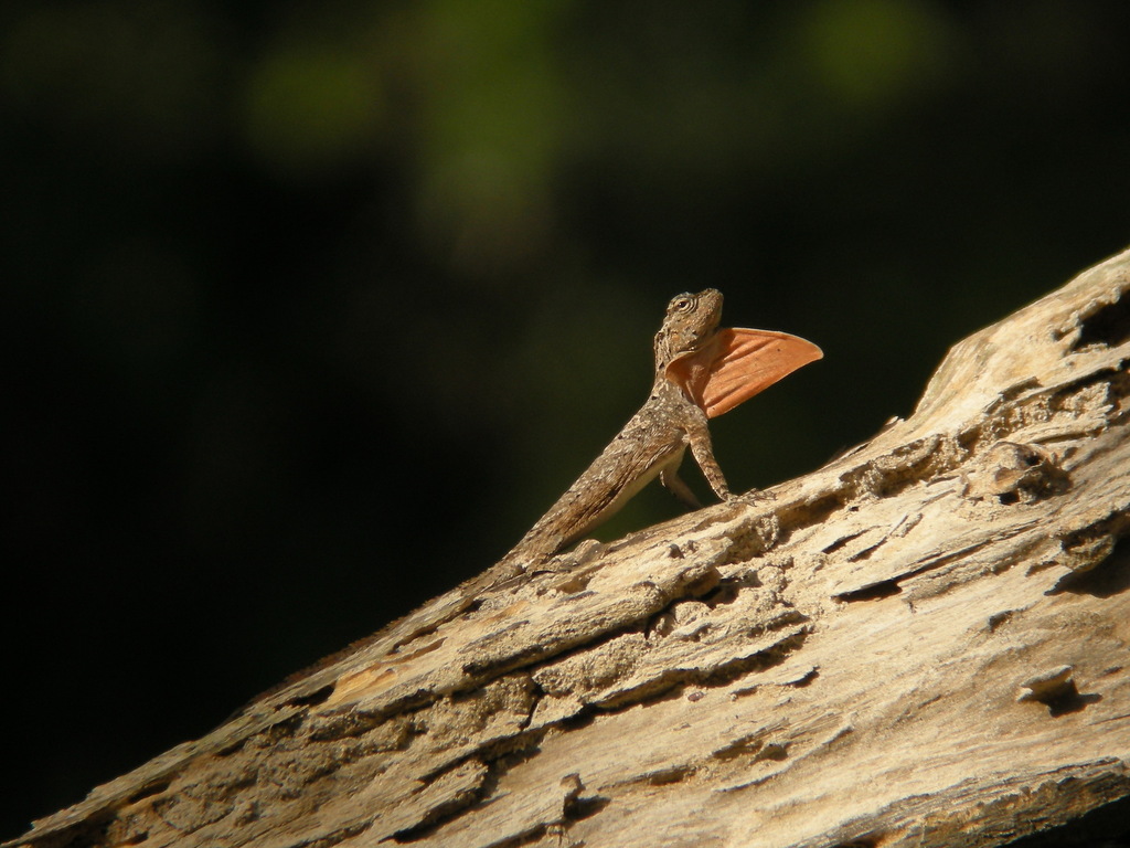 Singapore Flying Dragon