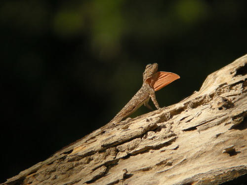 Singapore Flying Dragon, Draco abbreviatus