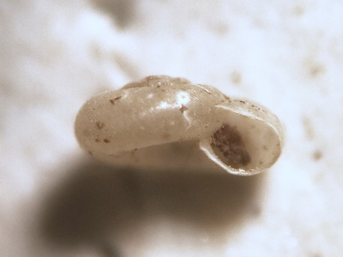 Striatura meridionalis observed 2020-01-23