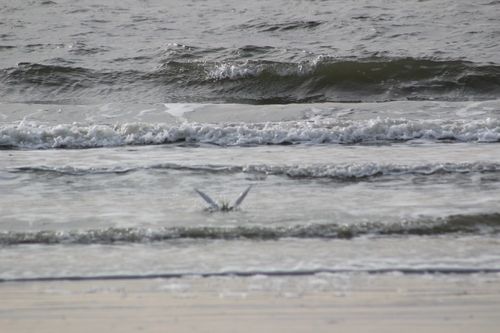 Forster's Tern (Sterna forsteri), photo 6