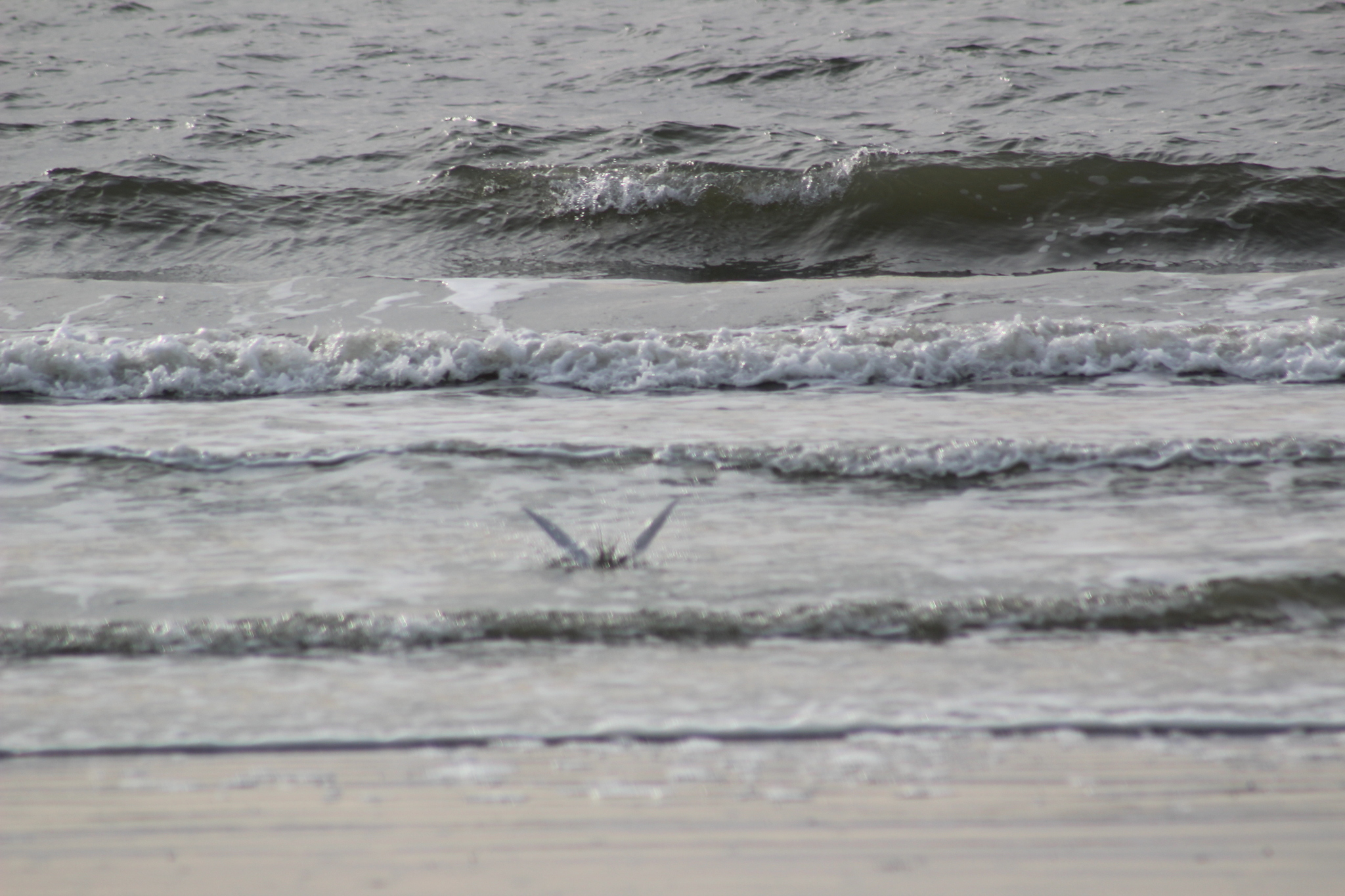Forster's Tern (Sterna forsteri), photo 7