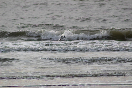 Forster's Tern (Sterna forsteri), photo 5