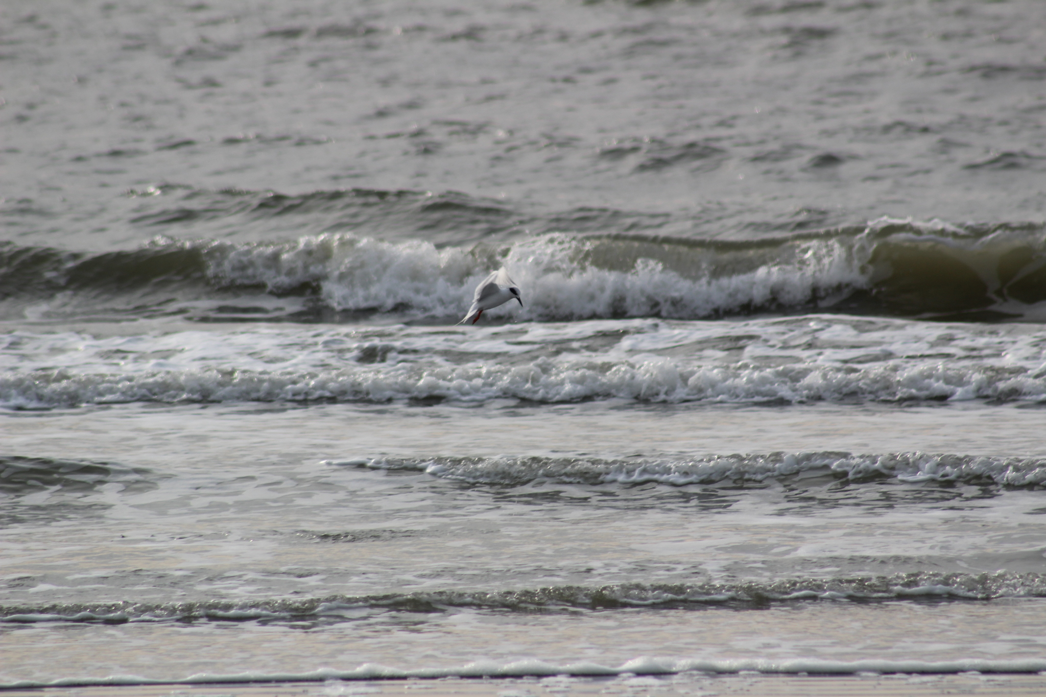 Forster's Tern (Sterna forsteri), photo 6