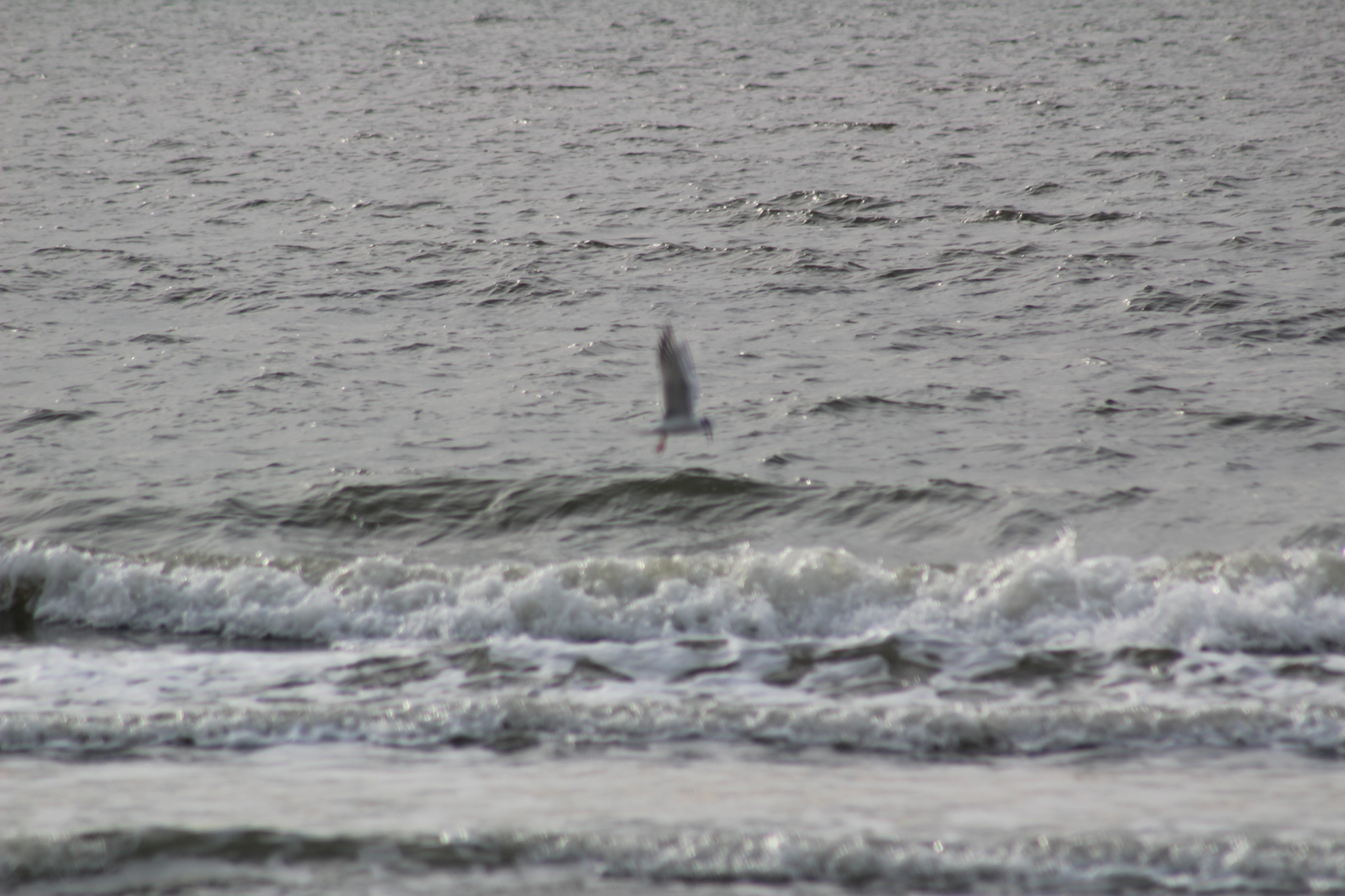 Forster's Tern (Sterna forsteri), photo 8