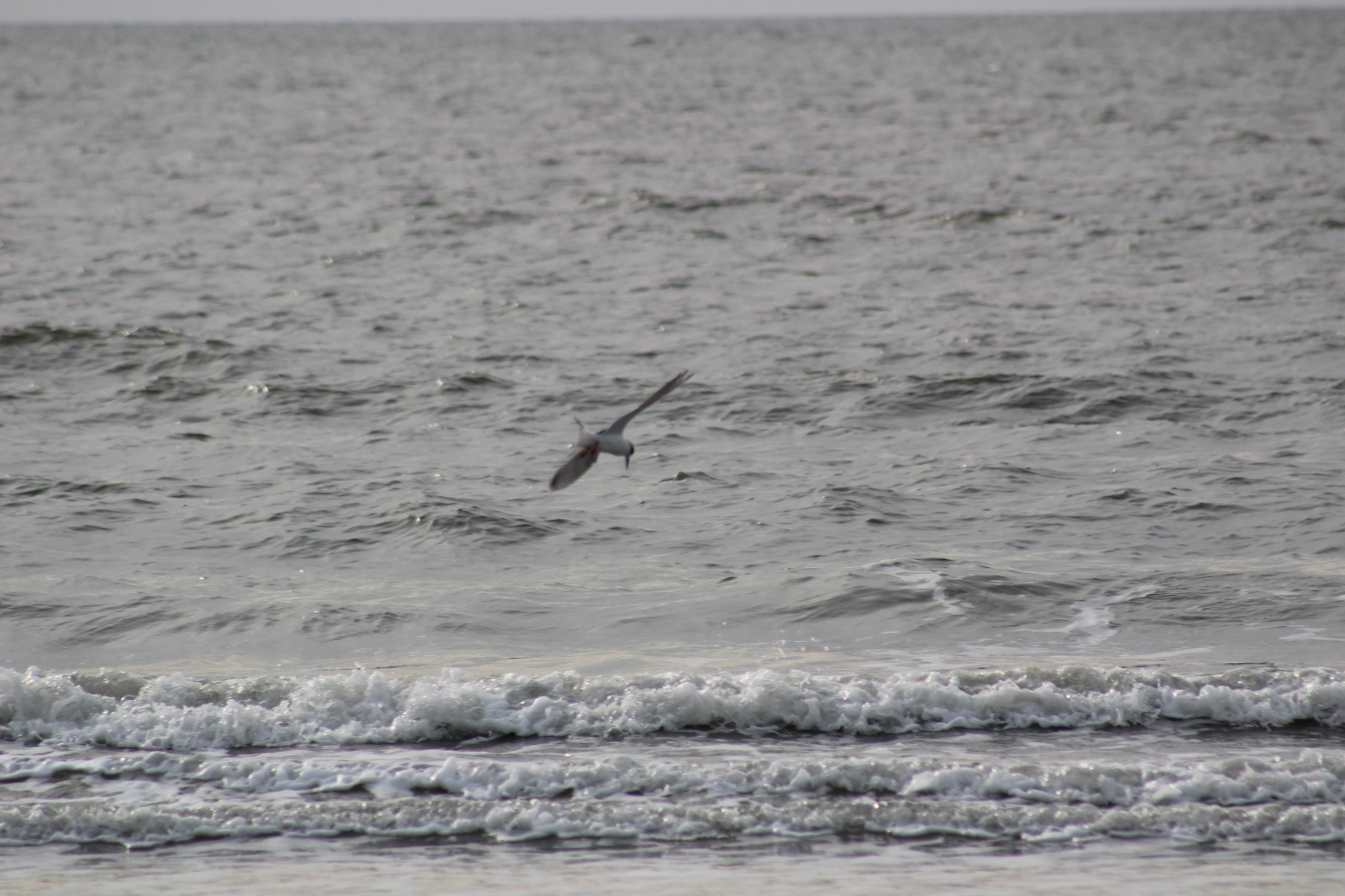 Forster's Tern (Sterna forsteri), photo 9