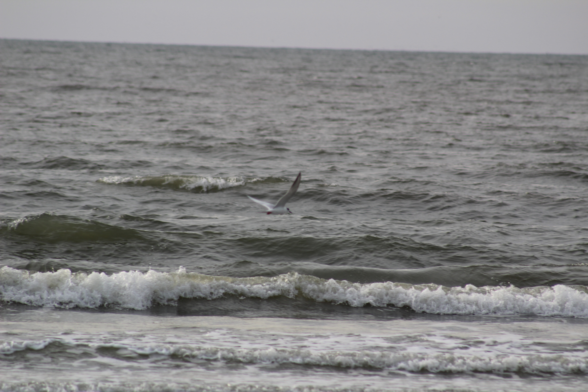 Forster's Tern (Sterna forsteri), photo 10