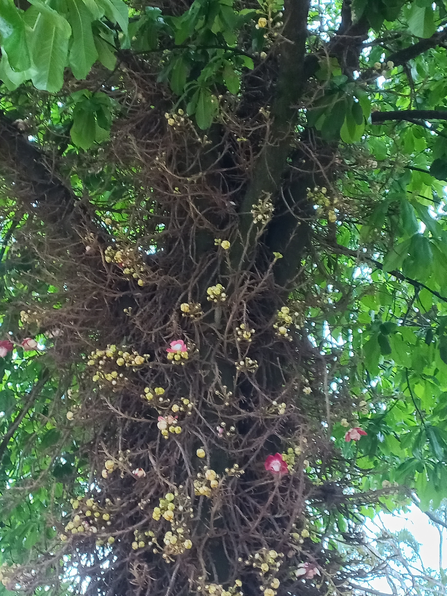 Cannonball tree