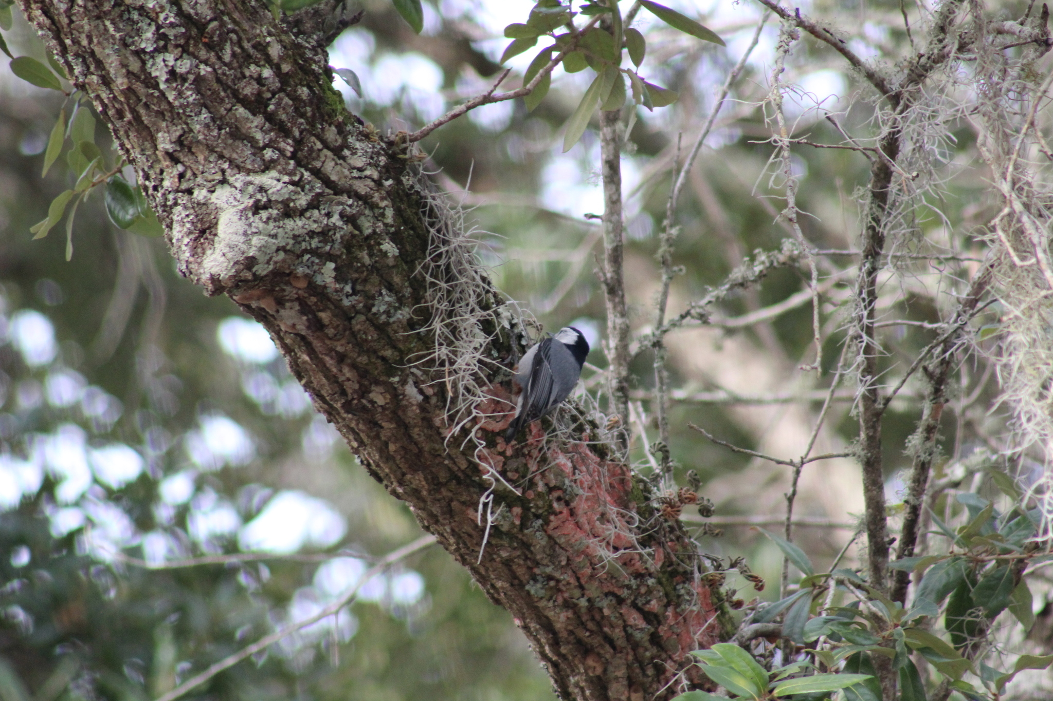 White-breasted Nuthatch (Sitta carolinensis), photo 8