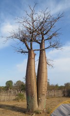 Adansonia