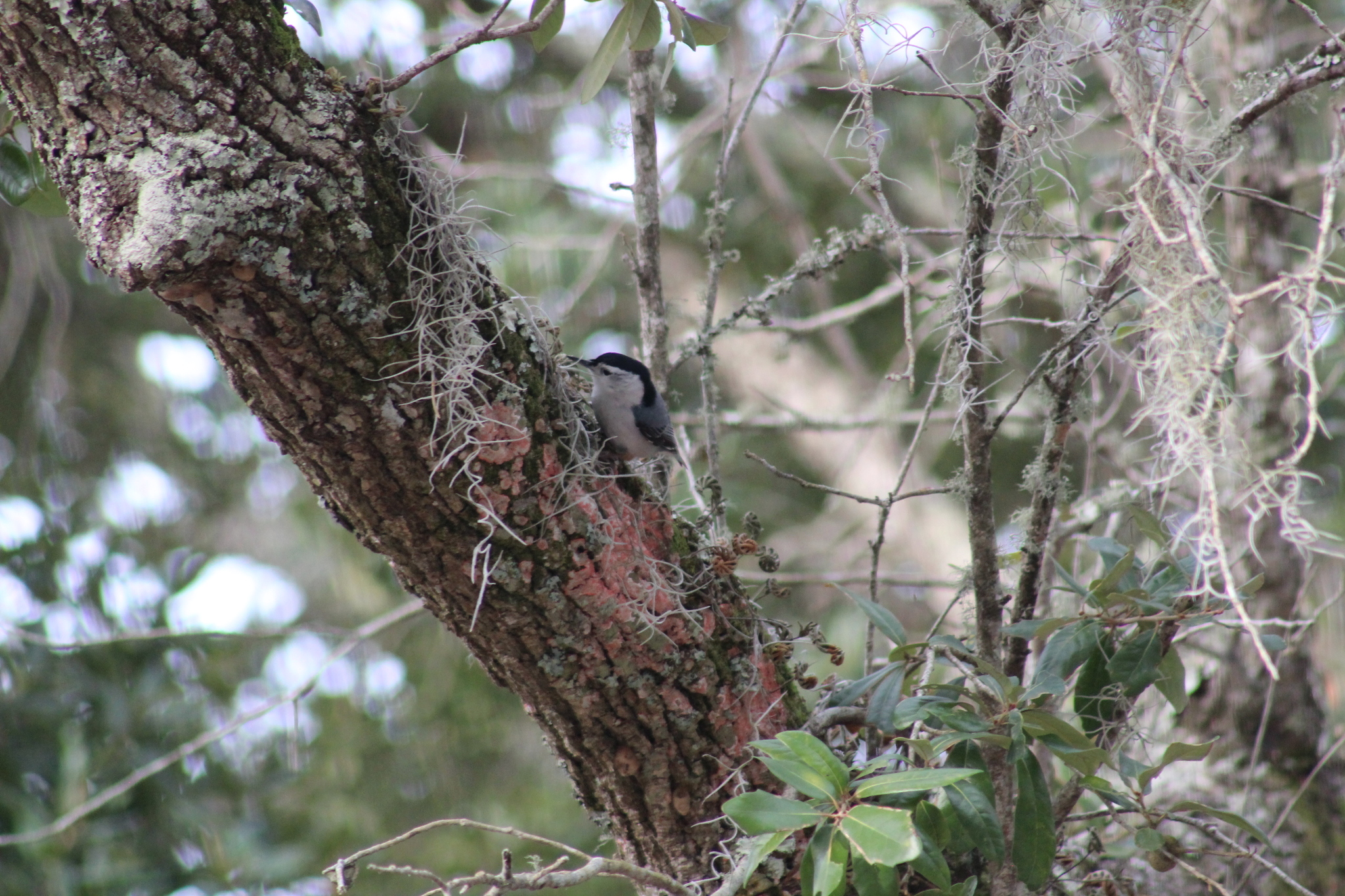 White-breasted Nuthatch (Sitta carolinensis), photo 7