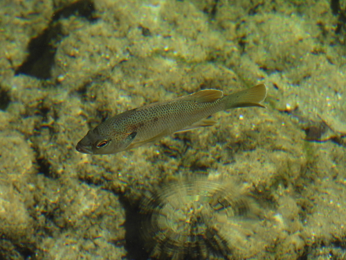 Spotted sunfish (Lepomis punctatus) — Centrarchidae — 4