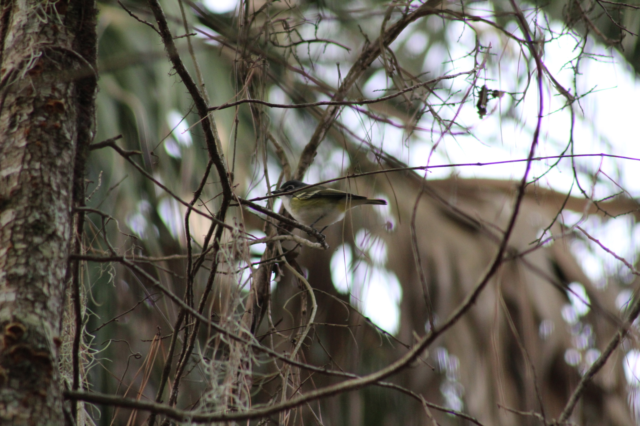 Blue-headed Vireo (Vireo solitarius), photo 2