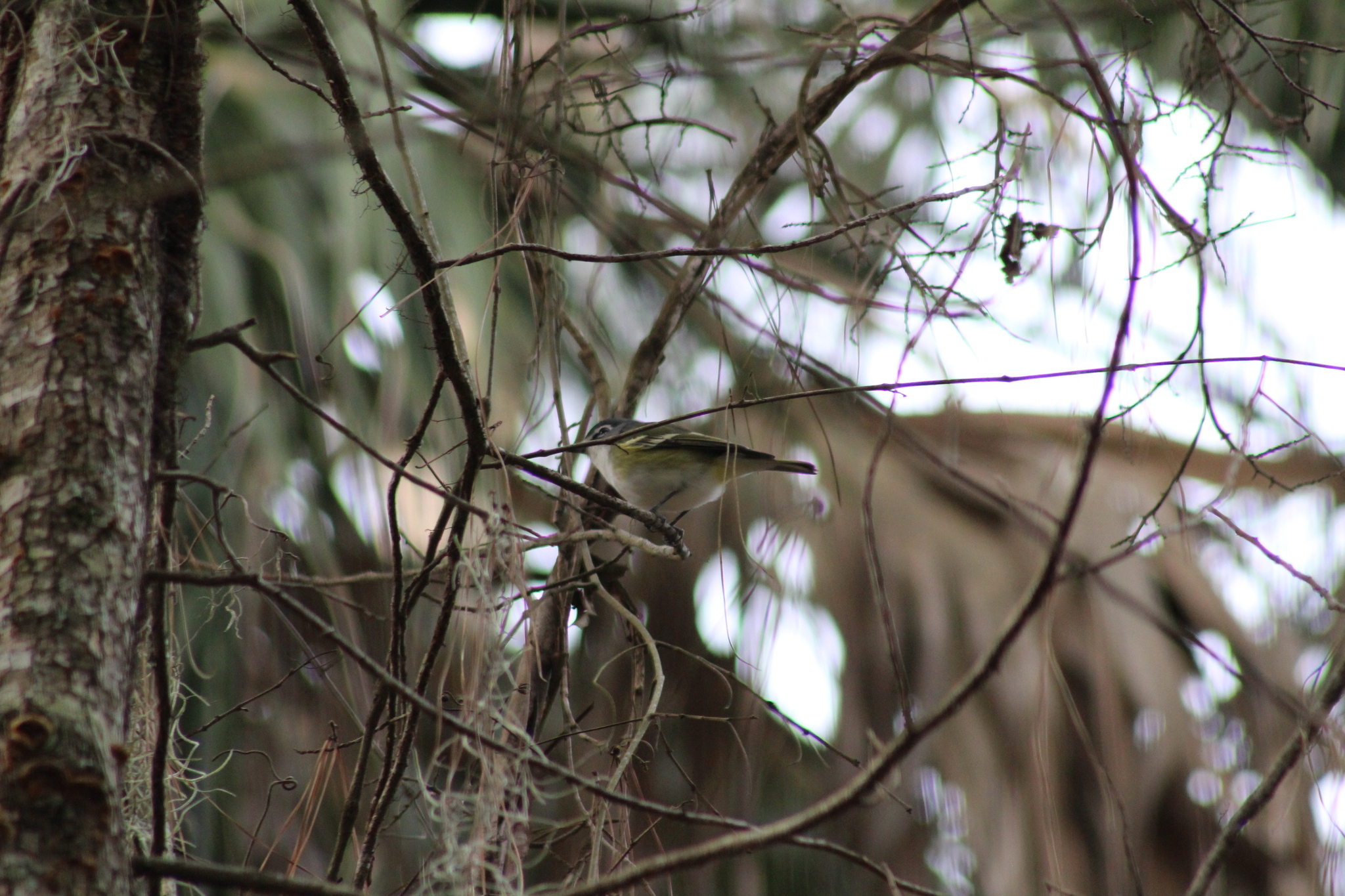 Blue-headed Vireo (Vireo solitarius), photo 3