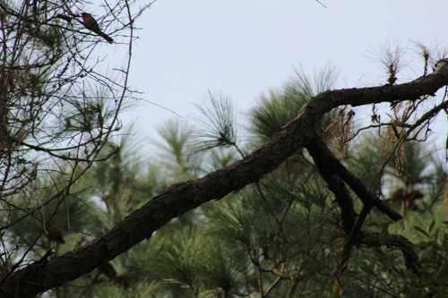 Pine Warbler (Setophaga pinus), photo 8